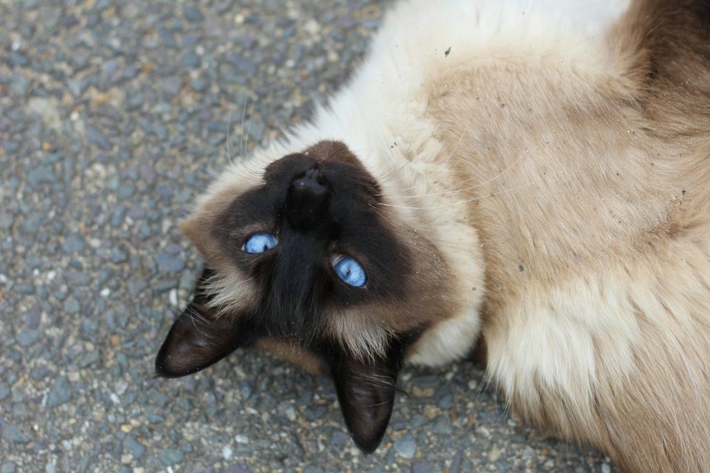 a cat with blue eyes laying on its back