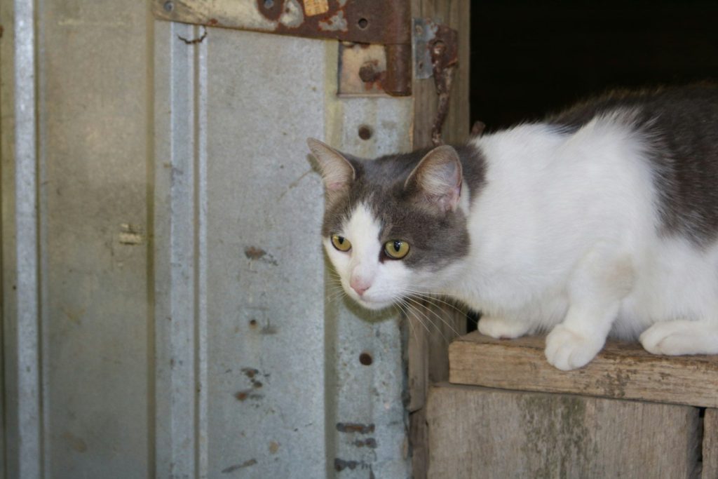 white and black cat on brown wooden fence
