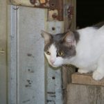 white and black cat on brown wooden fence