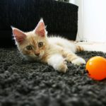 A cat laying on the floor next to an orange ball