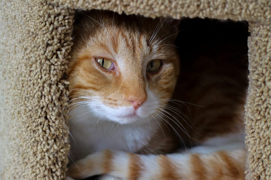 orange and white tabby cat