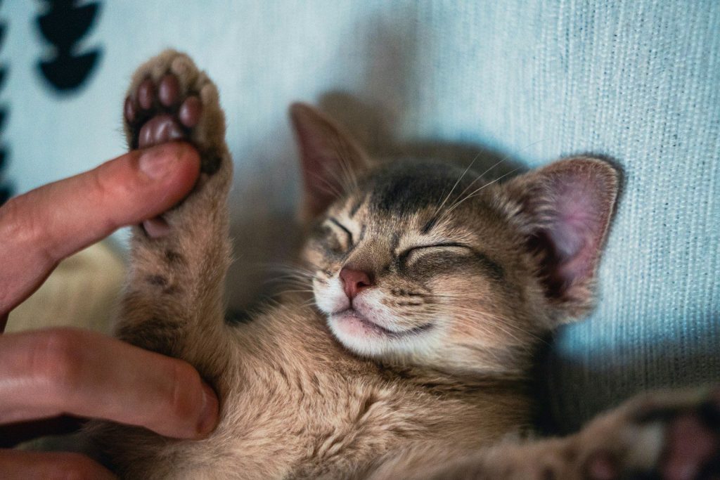 A person gently tickles a sleeping kitten's paw.