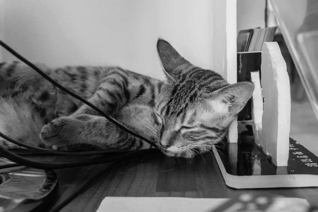 a cat sleeping on a table