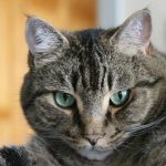 a cat lying down