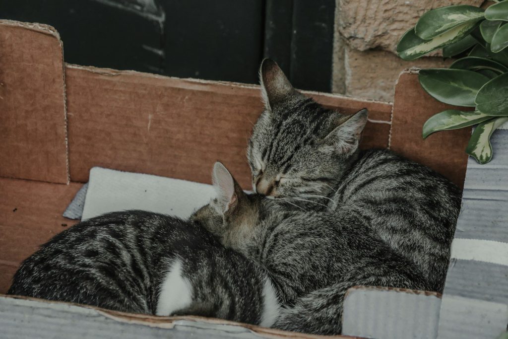 Two tabby cats cuddling together closely.