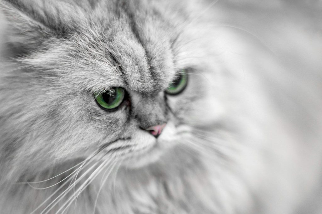 a close up of a cat with green eyes