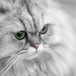 a close up of a cat with green eyes