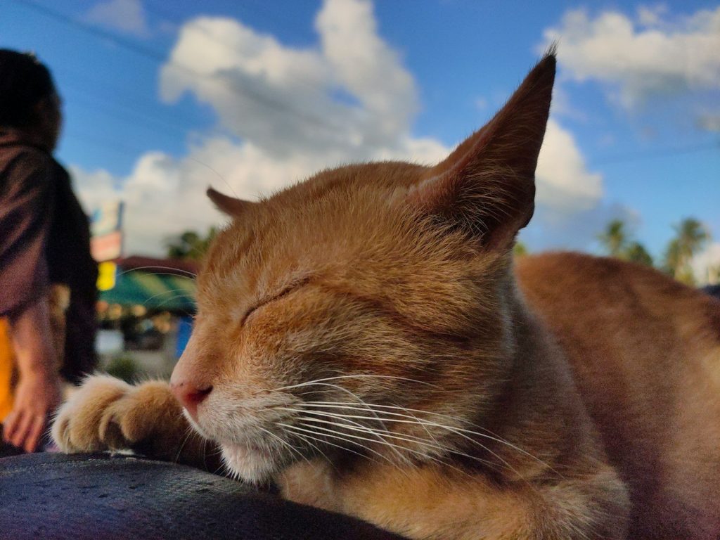 an orange cat sleeping on top of a chair