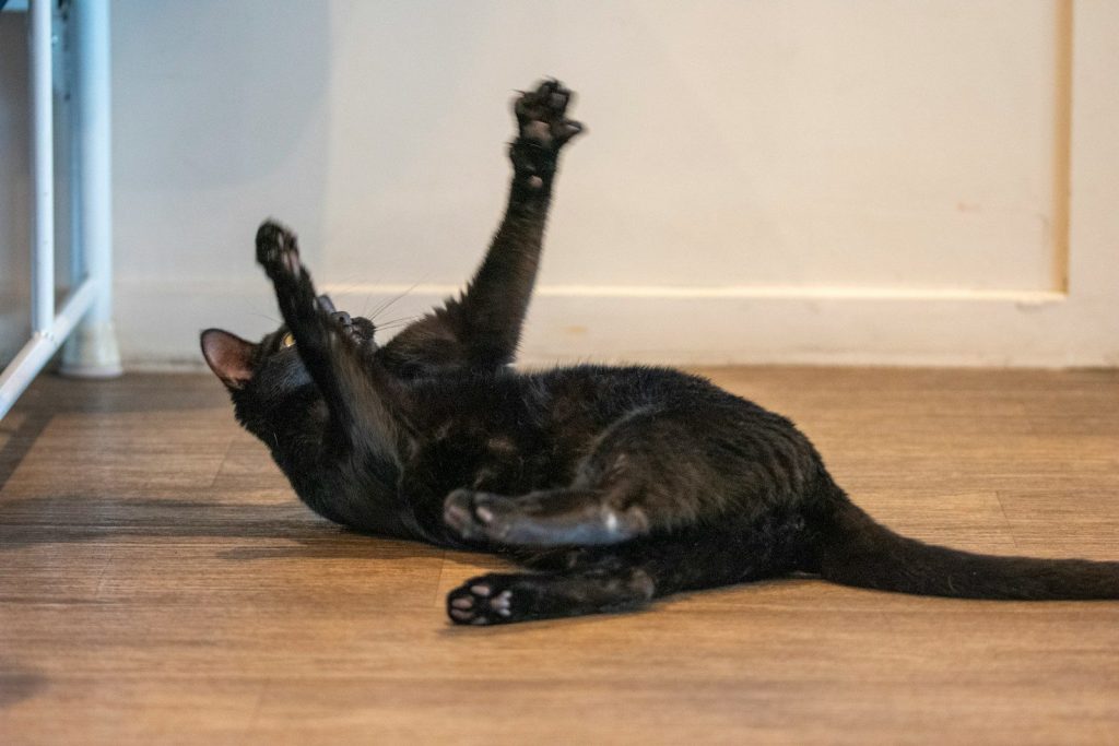 A playful black cat rolls around on the floor.