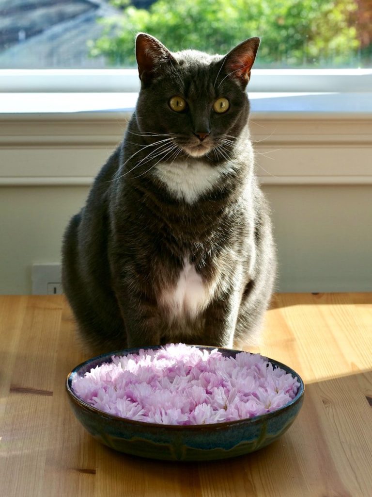A gray cat sits by a bowl of pink flowers.
