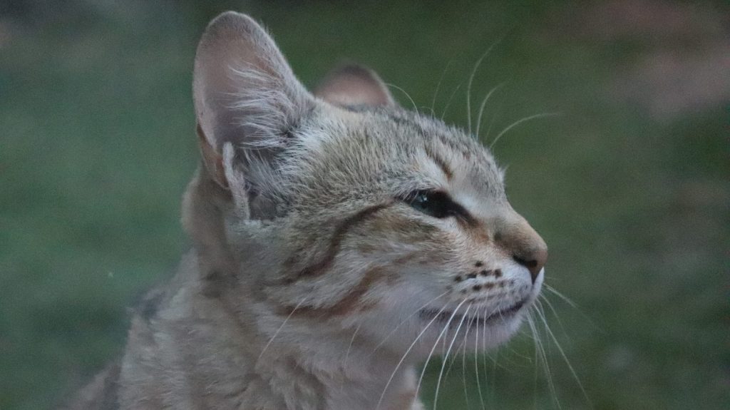 a cat with its eyes closed