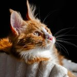An orange tabby cat with white markings looks up.