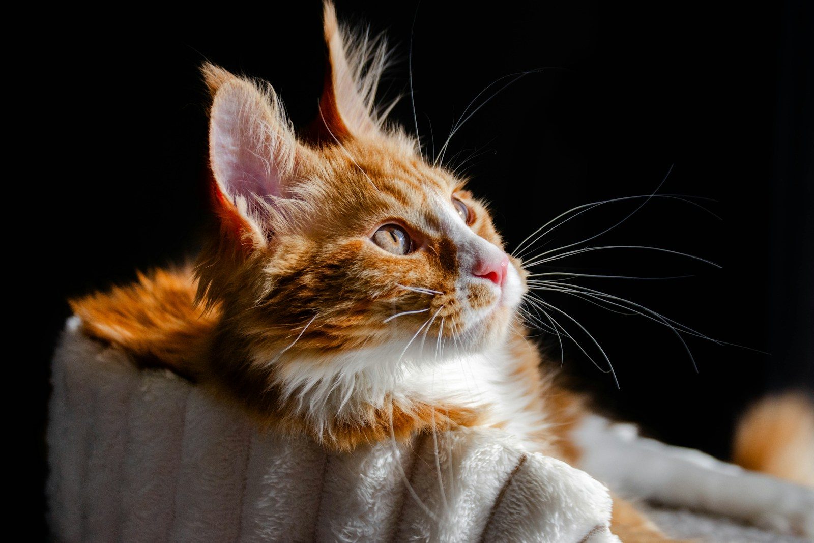 An orange tabby cat with white markings looks up.
