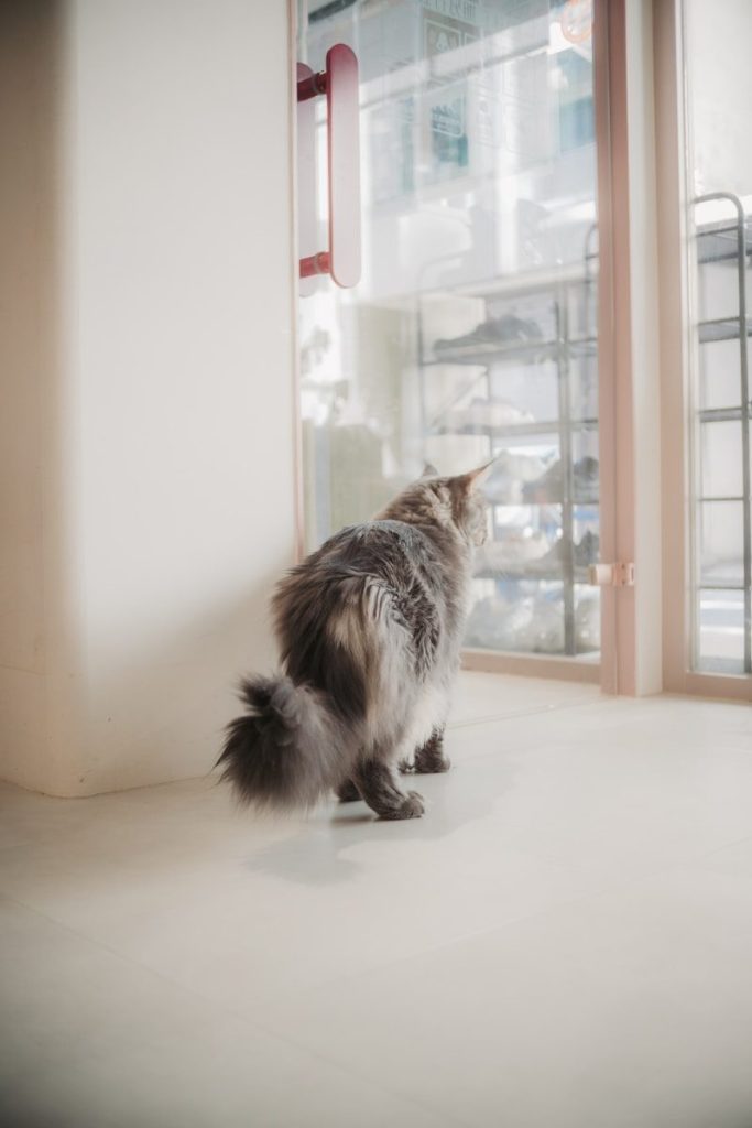 Fluffy cat looking out a window