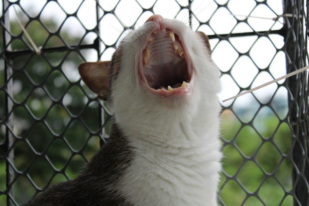 black and white cat showing tongue