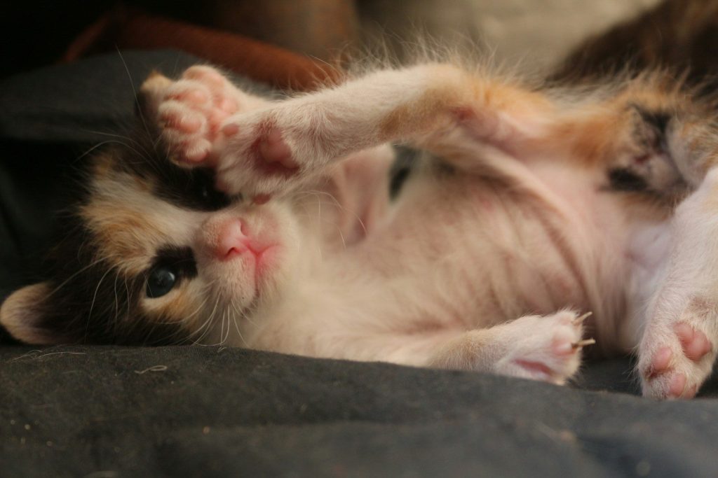 white and brown cat lying on black textile