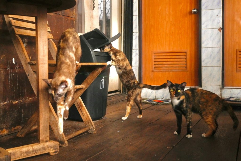 Three cats explore a wooden deck near a trash can.