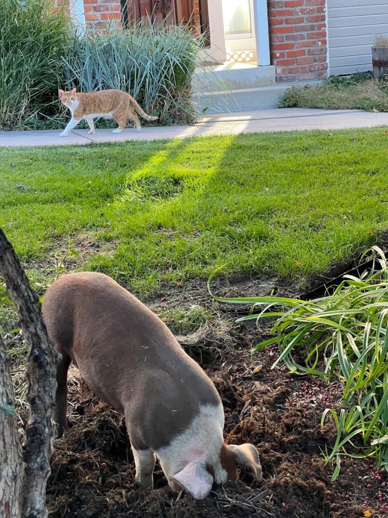 a cat and a dog in a yard
