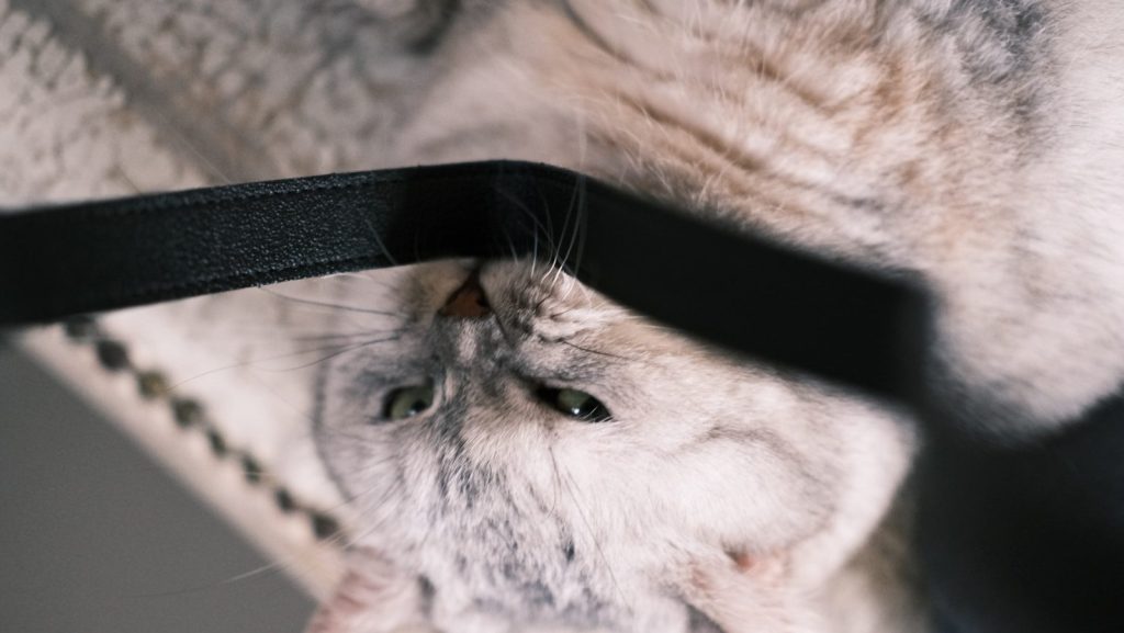 a cat with glasses