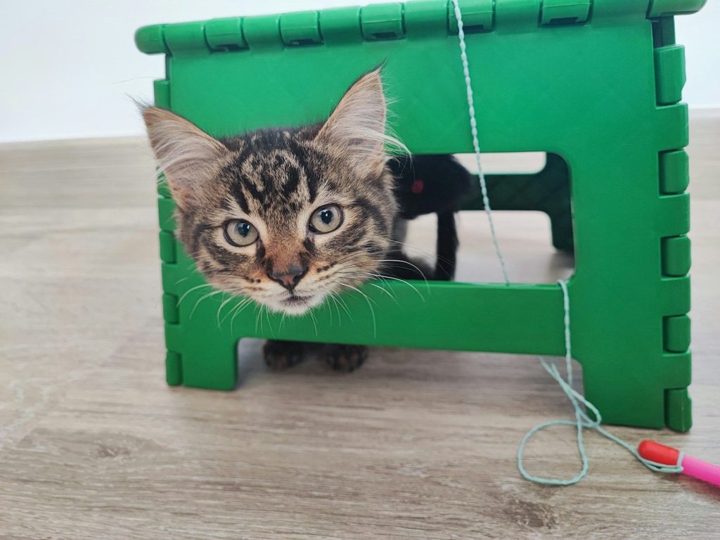 A cat peeking out of a green toy house