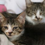 brown tabby cat lying on white textile