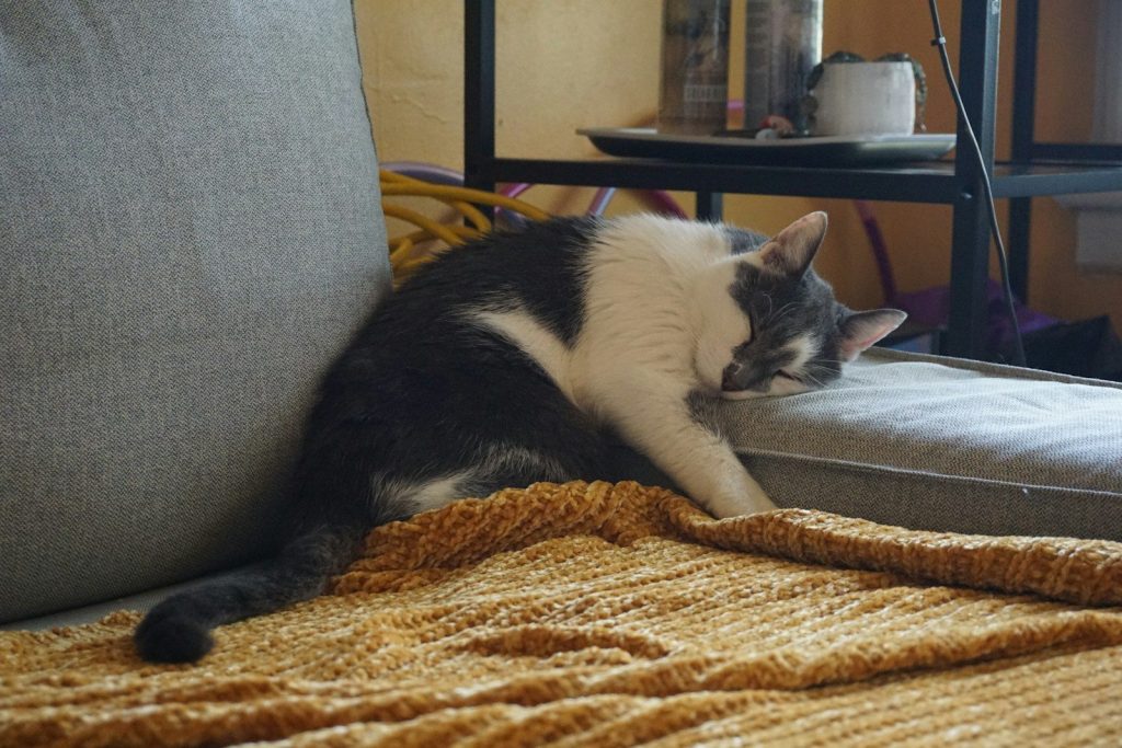 a black and white cat sleeping on a couch