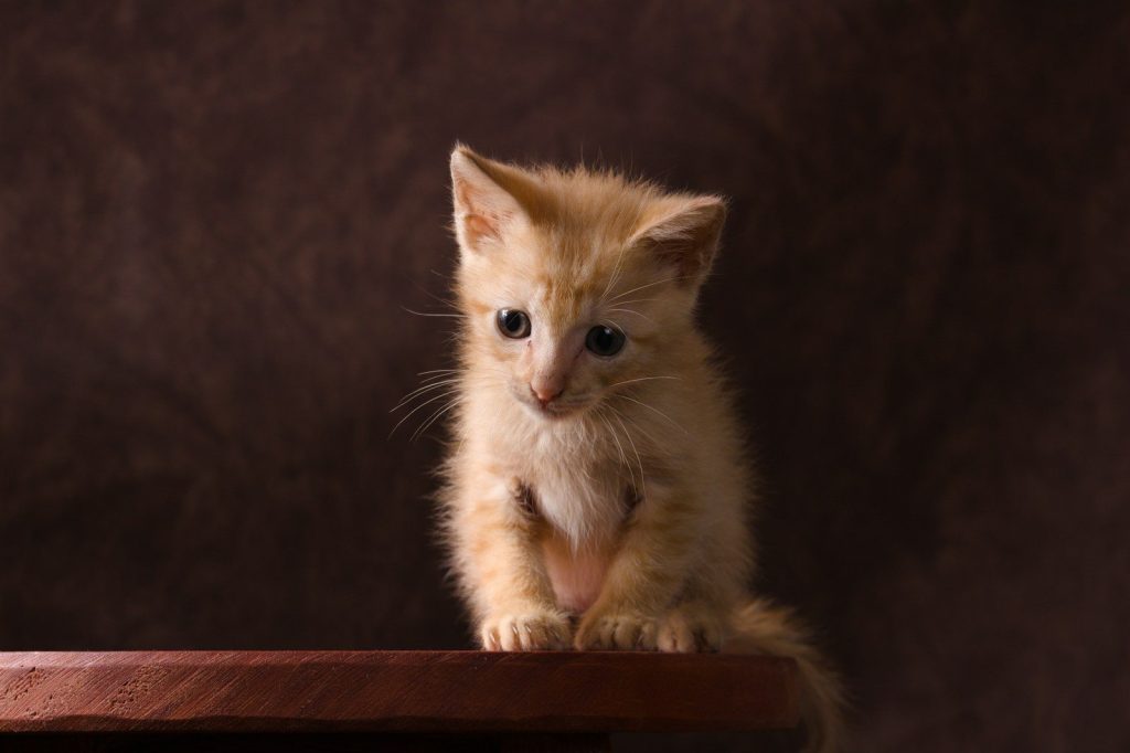 a small kitten sitting on top of a wooden table