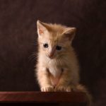 a small kitten sitting on top of a wooden table