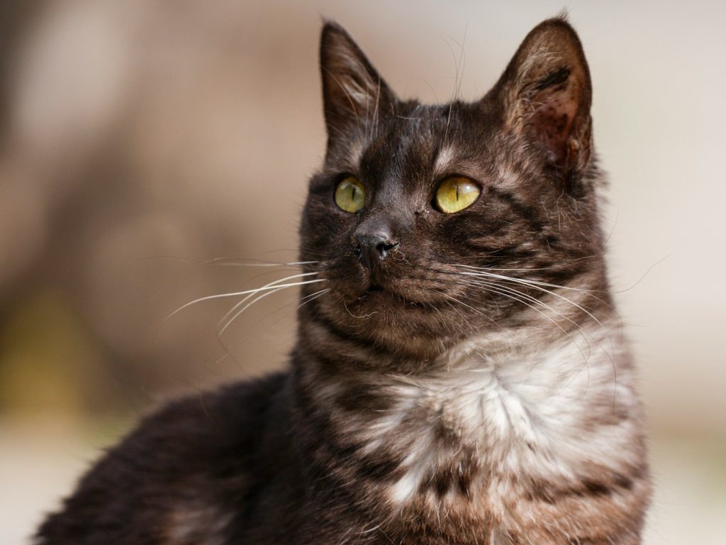 A beautiful black cat with yellow eyes.