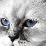 Close-up of a fluffy white cat's blue eyes.