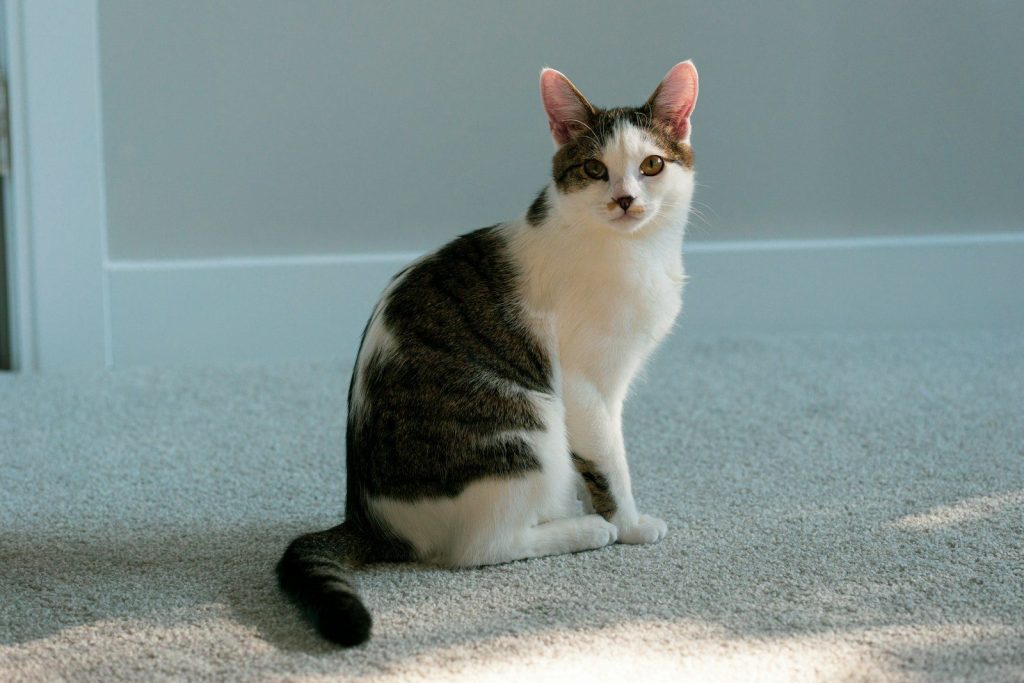A cat is sitting and looking at the camera.
