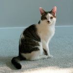 A cat is sitting and looking at the camera.