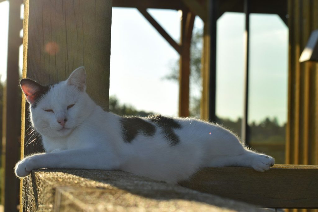 A black and white cat laying on top of a wooden bench