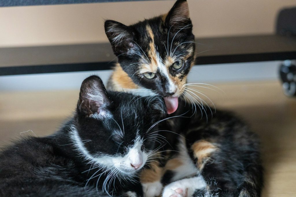 A couple of cats laying on top of a wooden floor