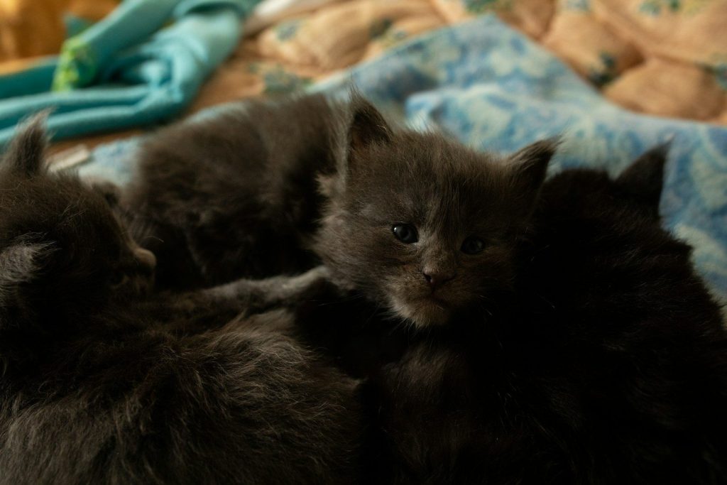 a couple of black kittens laying on top of a bed