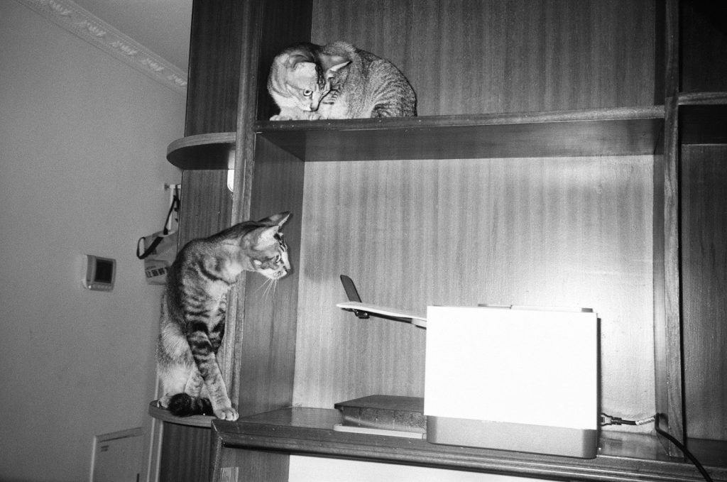 Two cats on a shelf with a toy airplane.