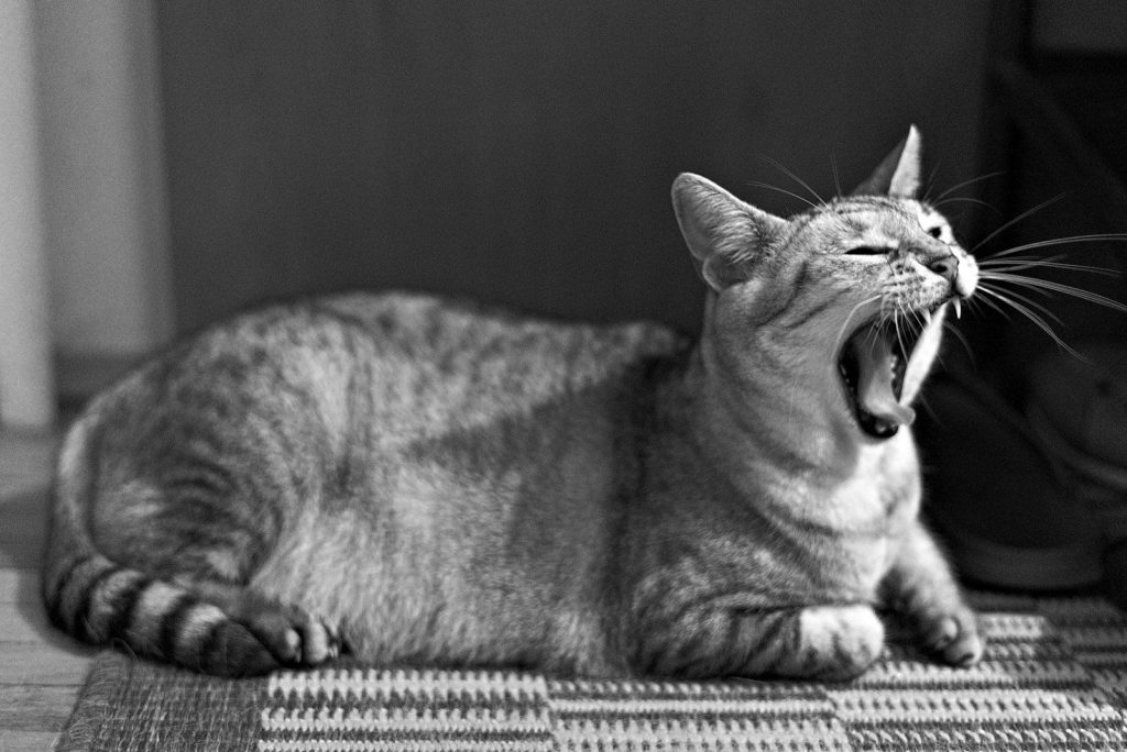 A cat yawns while laying on a rug