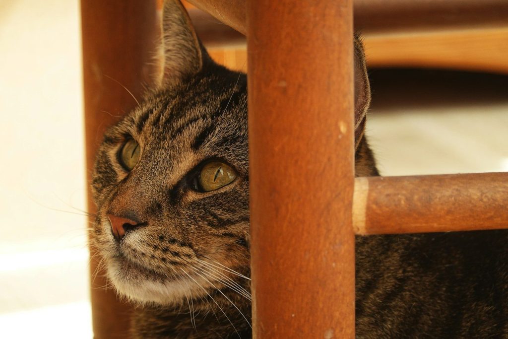 A tabby cat peeks through wooden slats.