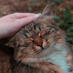 a hand touching a cat
