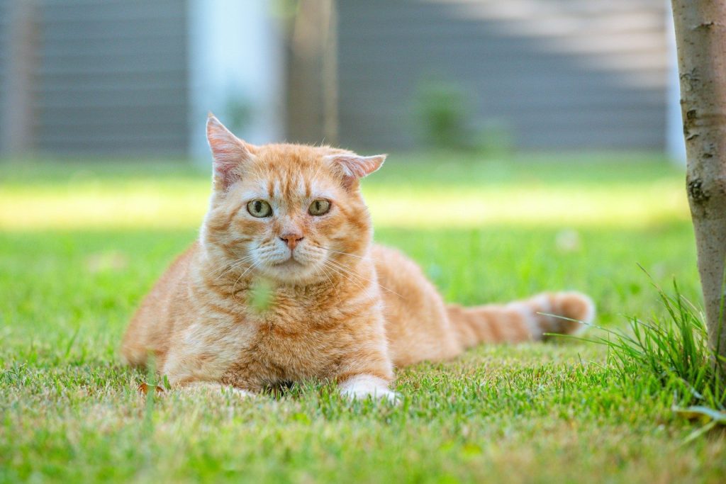 An orange cat laying in the grass next to a tree