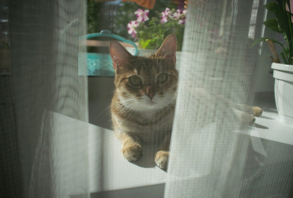 A tabby cat peeks through sheer curtains by a window.