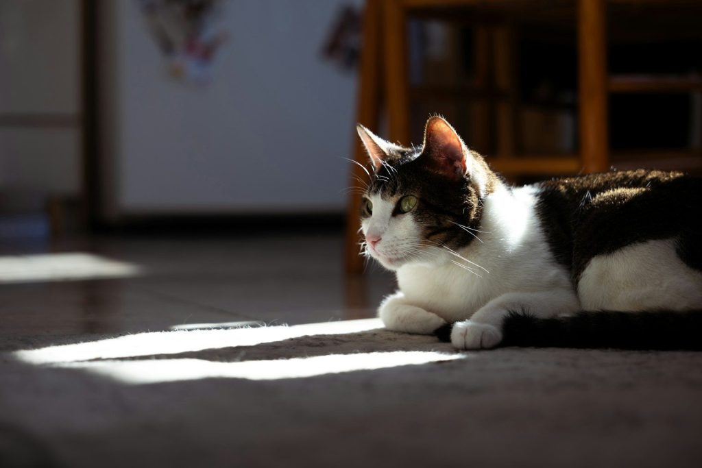 A cat rests on the floor in a sunbeam.