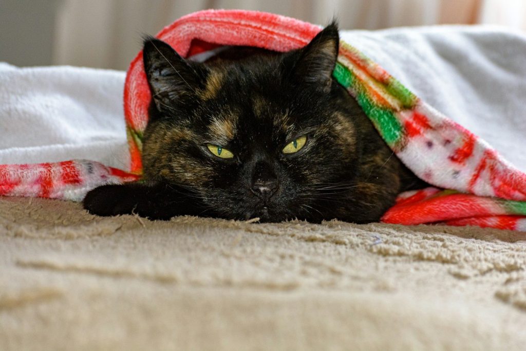 A tortoiseshell cat is wrapped in a colorful blanket.