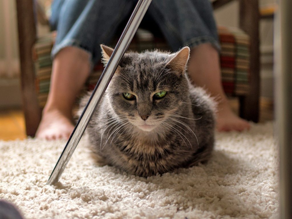 A cat lounges under a table.