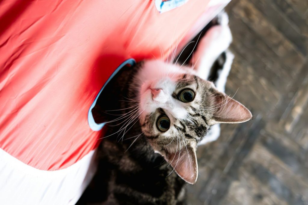 a cat peeking out from behind a red object