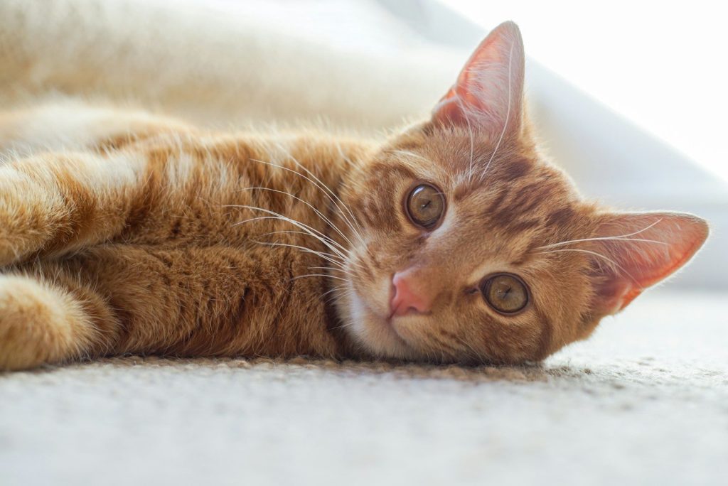 a cat lying on its back