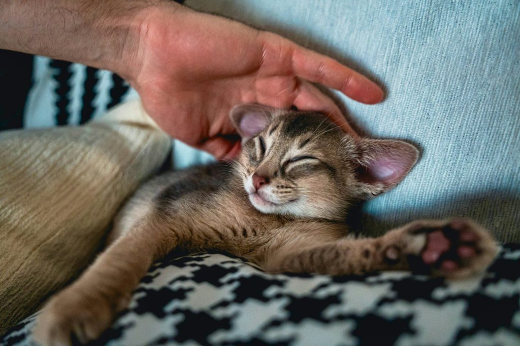 A person petting a sleeping kitten on a patterned cushion