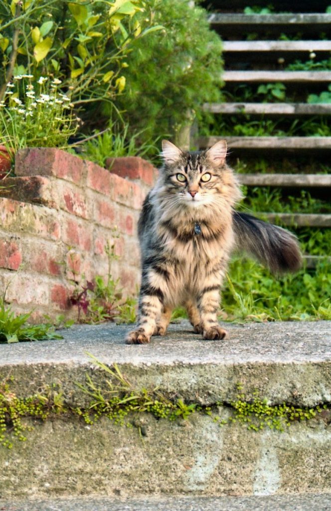 a long haired cat standing on top of a stone step