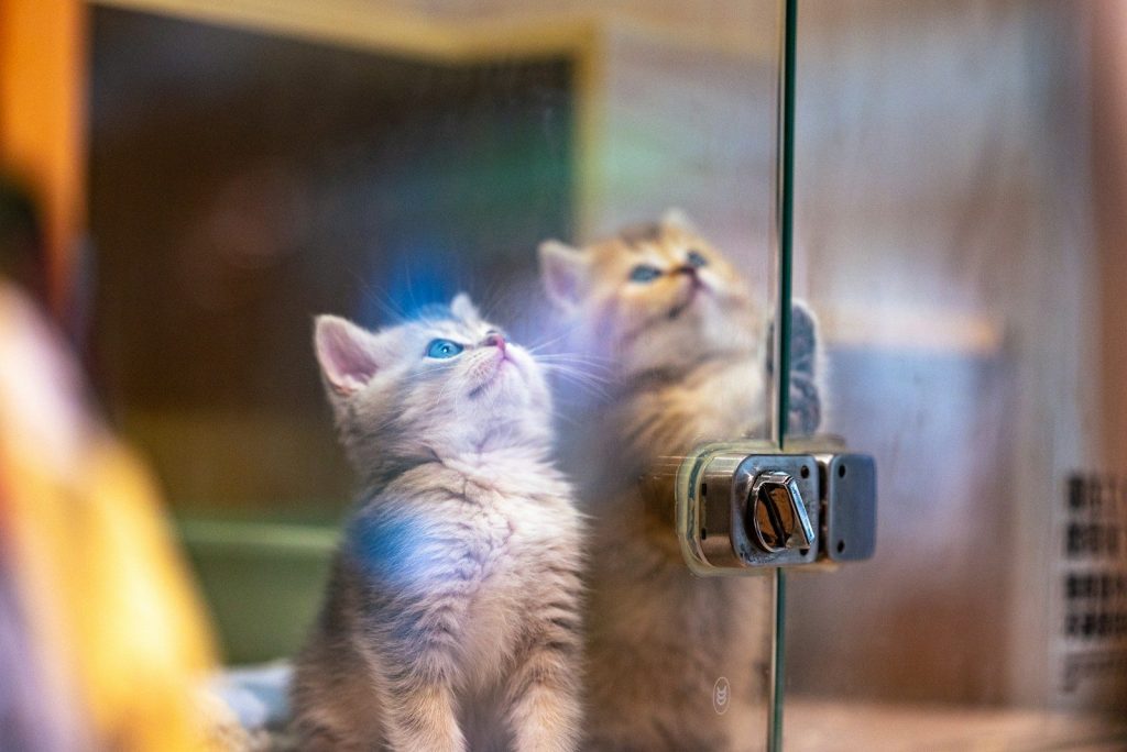 two cats looking through a window