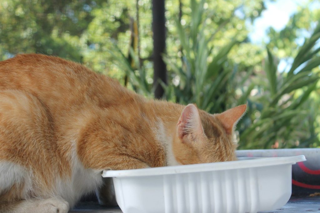 an orange and white cat eating out of a white bowl